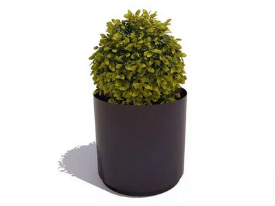 Вазон Арабис